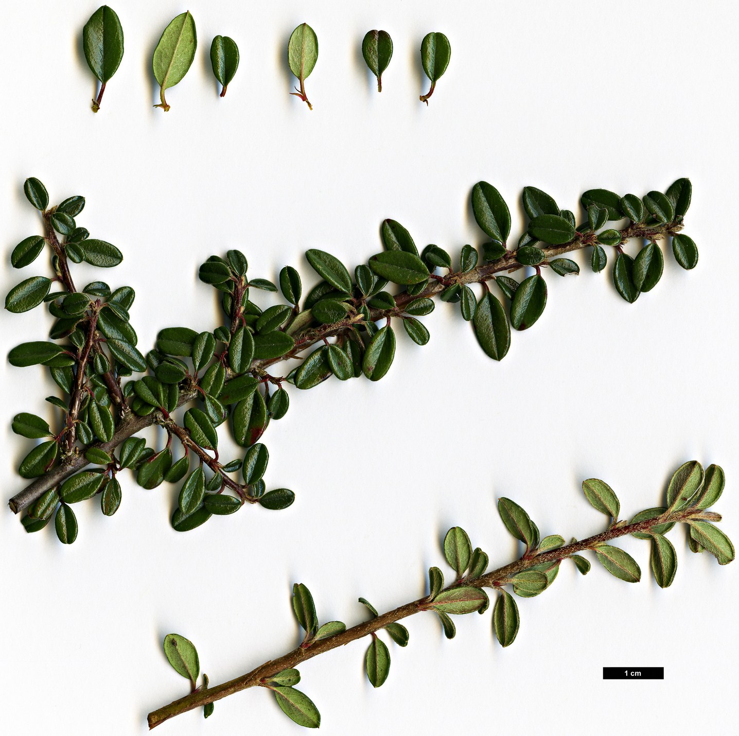 High resolution image: Family: Rosaceae - Genus: Cotoneaster - Taxon: integrifolius